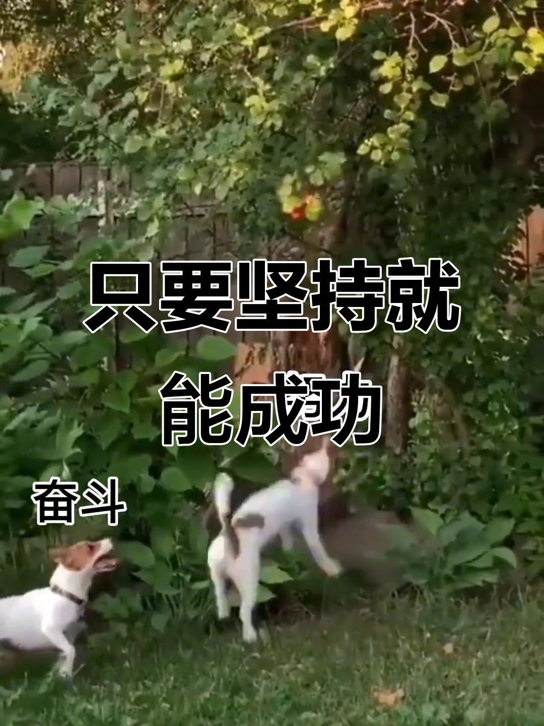 逆风翻盘，坚持到底，取得胜利的简单介绍